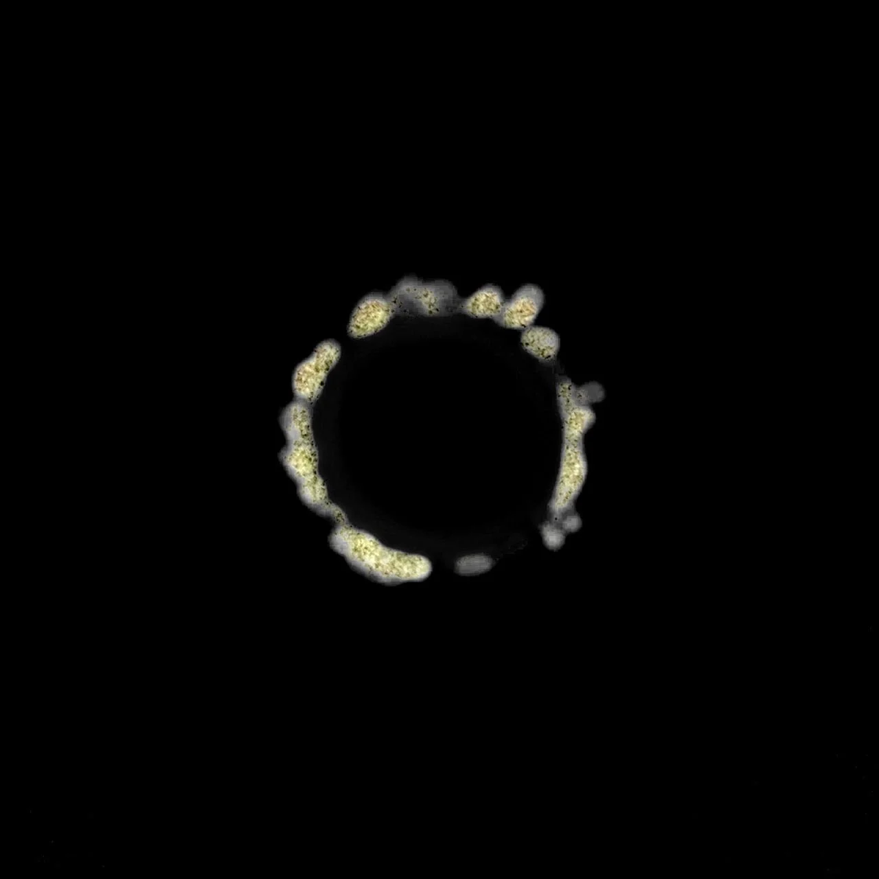 Spike Glycoprotien Isolation